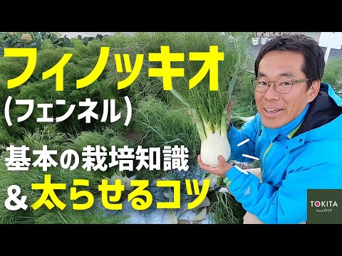 園芸 フェンネル