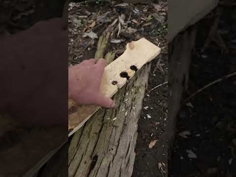 Bow Drill Friction Fire 🔥