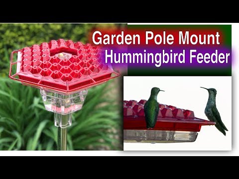 download lagu mp3 mp4 Hummingbird Feeder Pole Mount, download lagu Hummingbird Feeder Pole Mount gratis, unduh video klip Hummingbird Feeder Pole Mount