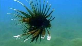 Late Night Alumni Beautiful Underwater Scenery