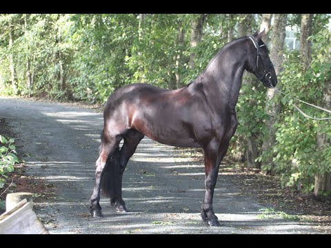 Stal Okkema's Hiltsje - Nane x Beart - first premium star mare - 1.64m - 2018