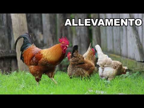 La pianura scuola primaria