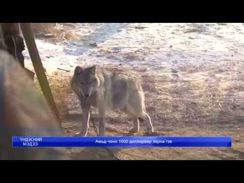 амьд чоно зарна