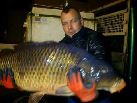 Tuszynek Grudniowe zarybianie 2014 - Carp Team Trójmiasto