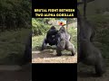 Epic Battle Gorilla Fight S Gorilla Shorts