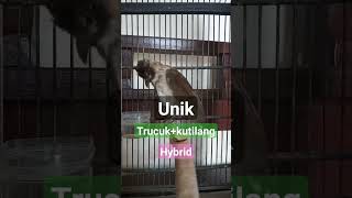 Download lagu Burung hybrid hasil dari induk trucuk kutilang mp3 Download lagu Burung hybrid hasil dari induk trucuk kutilang mp3