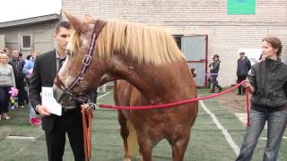preview picture of video 'День покровителей лошадей Фрола и Лавра'