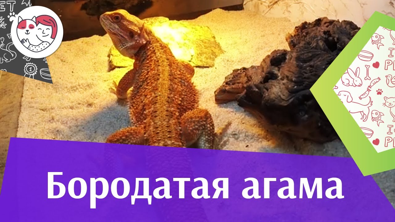 Бородатая агама Обитание Вид на iLikePet