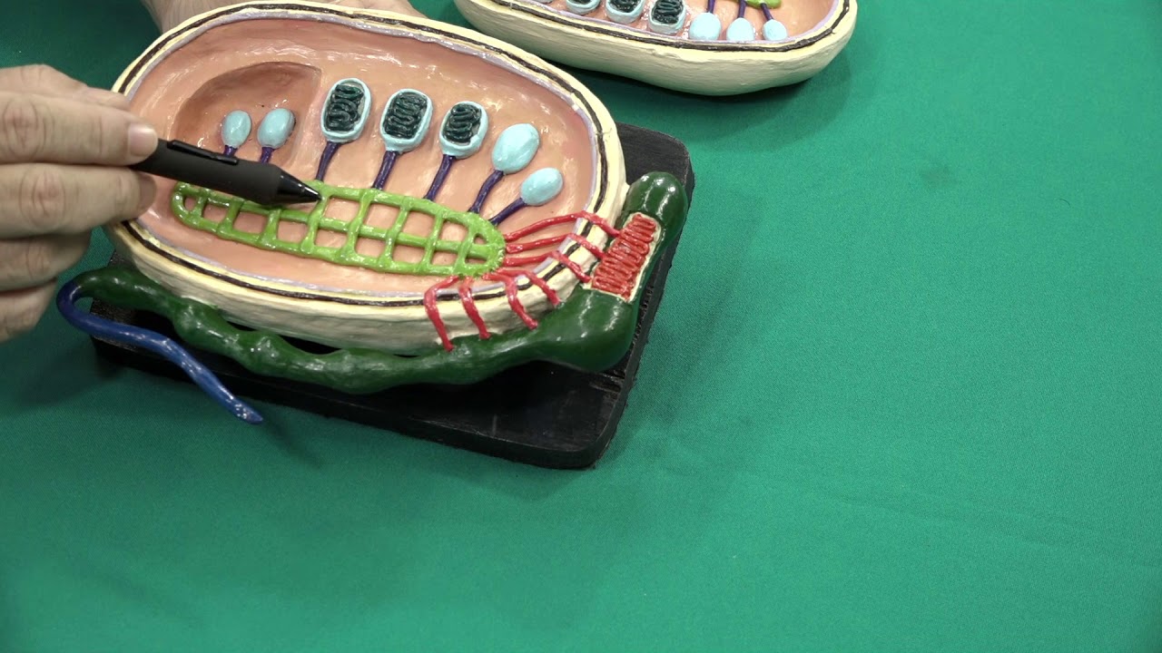 Testículos: a fabrica de espermatozoides