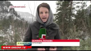 В республике взяли под охрану хвойные деревья