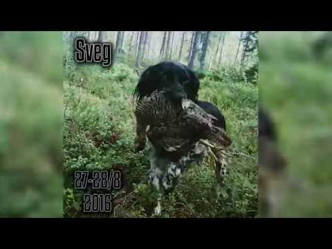 Capercailzie & Black Grouse Hunting in Sweden (Tjäder & Orr - jakt)