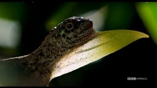 Flying Lizards Soar Like Dragons - Planet Earth II