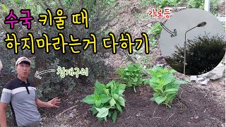 수국에 하지마라는거 다해봤어요