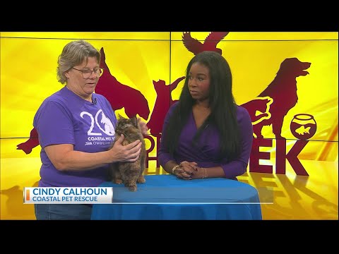 Pet of the week: Meet StrayOncé! - YouTube