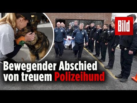 Die Kollegen von Polizeihund Brix begleiten ihn auf seinem letzten Gang