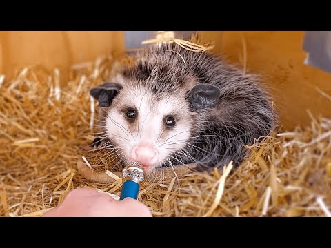 Girl Interviews Random Animals With A Tiny Microphone