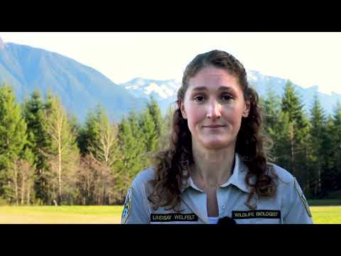 Grizzly bear and black bear identification video