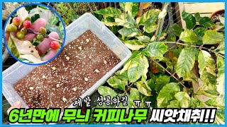 생각한 것과 다른 커피나무 씨앗 틔우는법!! 6년만에 무늬 커피나무 열매 수확했어요 ㅠㅠ
