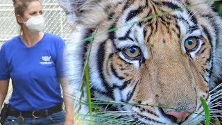 With help from his caretaker, India is learning to be a tiger! by The Humane Society of the United States