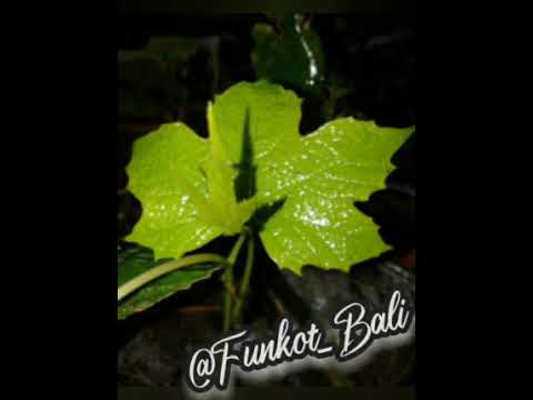 DJ "Takut Ketare!!! Remix Bali2021 Funkot Bali™Cepat Pergi Corona!!!