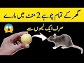 Ghar sy chuhe bhagany ka asan tarika | how to get rid rat from house | Safia Home Garden