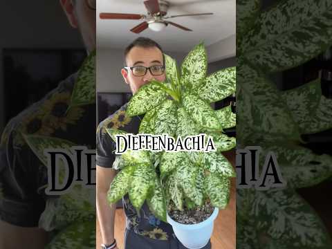 , title : 'Como cuidar una Dieffenbachia #plantas  #dieffenbachia'