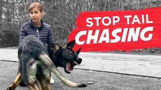 How To Stop Your Dog From Chasing Their Tail