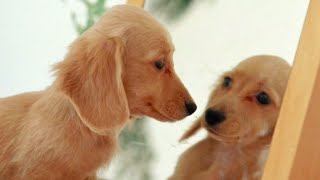 Are There Mentally Challenged Animals | 1MinuteDoc