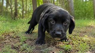 Amazing Rescue of a Small Puppy Who Lost His Mom: Watch What Happens Next