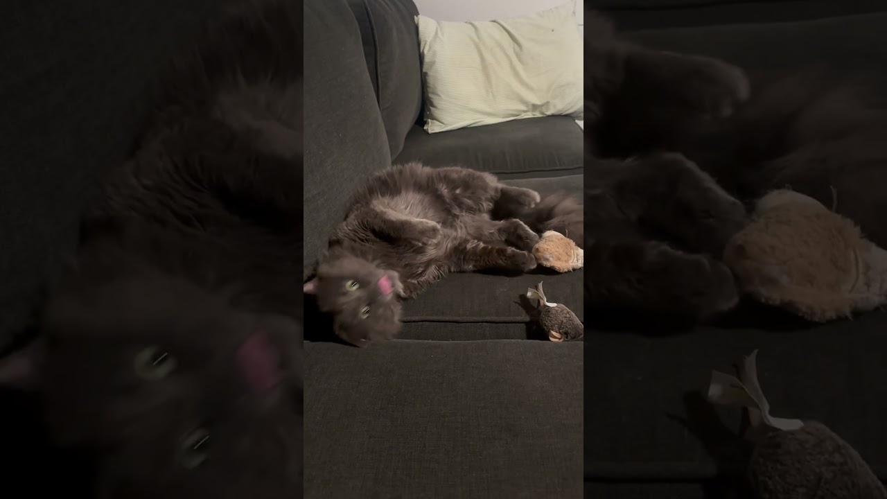 Enlarge Greybeard, a ADOPTABLE Domestic Long Hair in Hilton Head Island, SC video 3/3