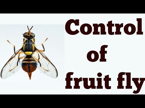 अमरूद की फसल को फल मक्खी से कैसे बचायें?