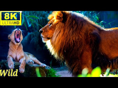 Wild world- 8k ULTRA HD: All animals 🌿