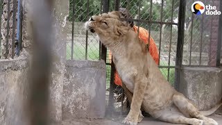 Animals Left To STARVE At Zoo Experience Love for the First Time | The Dodo