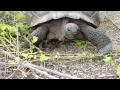 Young Galapagos Tortoise Walking Close By