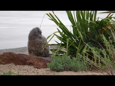 Owlet Leaves Nest
