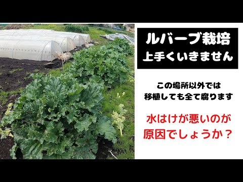 ルバーブの移植:これがどのように行われるか 植物