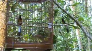 Download lagu Caged Shama Vs Wild Shama mp3 Download lagu Caged Shama Vs Wild Shama mp3