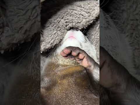 一緒におねんねするカワウソが超絶かわいいのだ😍😍 #shorts