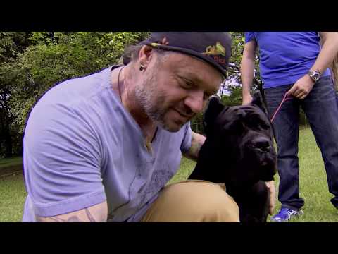 GUIA DE RAÇAS | CANE CORSO! | RICHARD RASMUSSEN