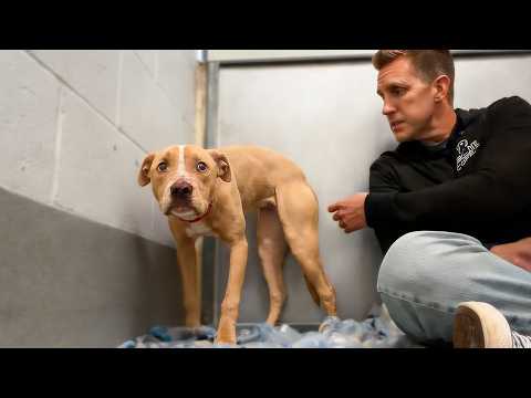 Watch Shelter Pit Bulls First Tail Wag after Losing Hope