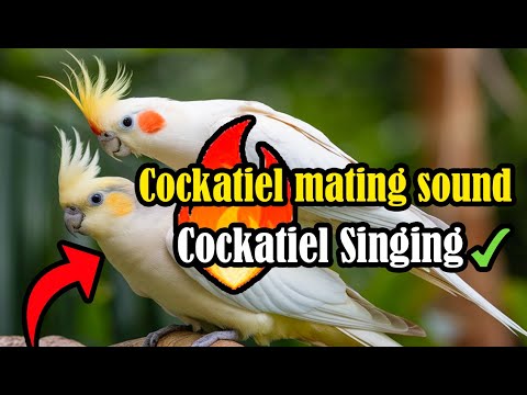 Pied Cockatiel Singing Sounds, Cockatiel Calls - Natural Song COCKATIEL SINGING sounds