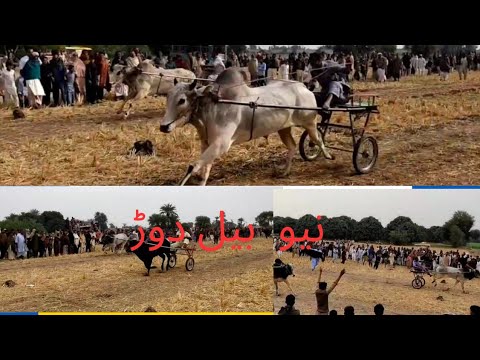 New Bull Race 25 march 2023 in pakistan punjab نیو بیلوں کی دوڑ اور جلسہ کے مناظر
