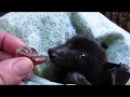Andy The Bat Will Never Make The Olympic Swim Team