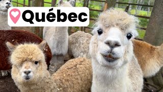 Exploring Montreal & Quebec City feat. Ma Laine Maison Alpaca Farm Tour
