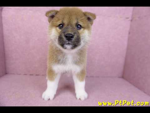 11/19赤色柴犬公幼犬