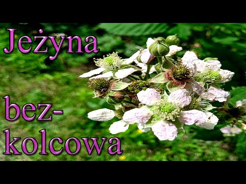 Ogrodowe pierdamony 65 - jeżyna bezkolcowa kwitnie