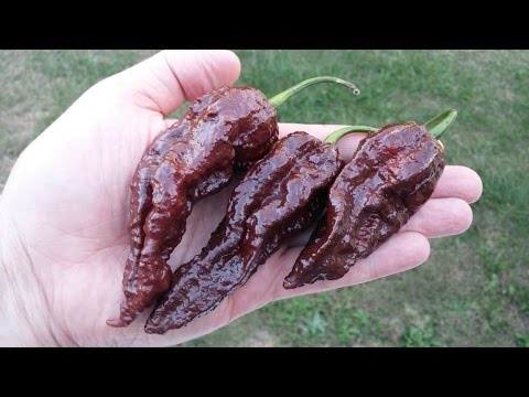 The "Chocolate Bhutlah (DM)" Pod Review grown by Dave Minor