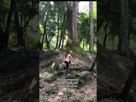 Em Santa Terezinha SC