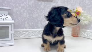 ミニチュアダックスの動画01