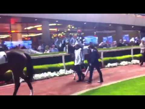 Ayahuasca Meydan paddock 2